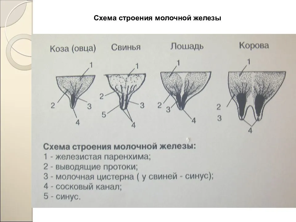 Сколько сосков у собаки должно быть на самом деле