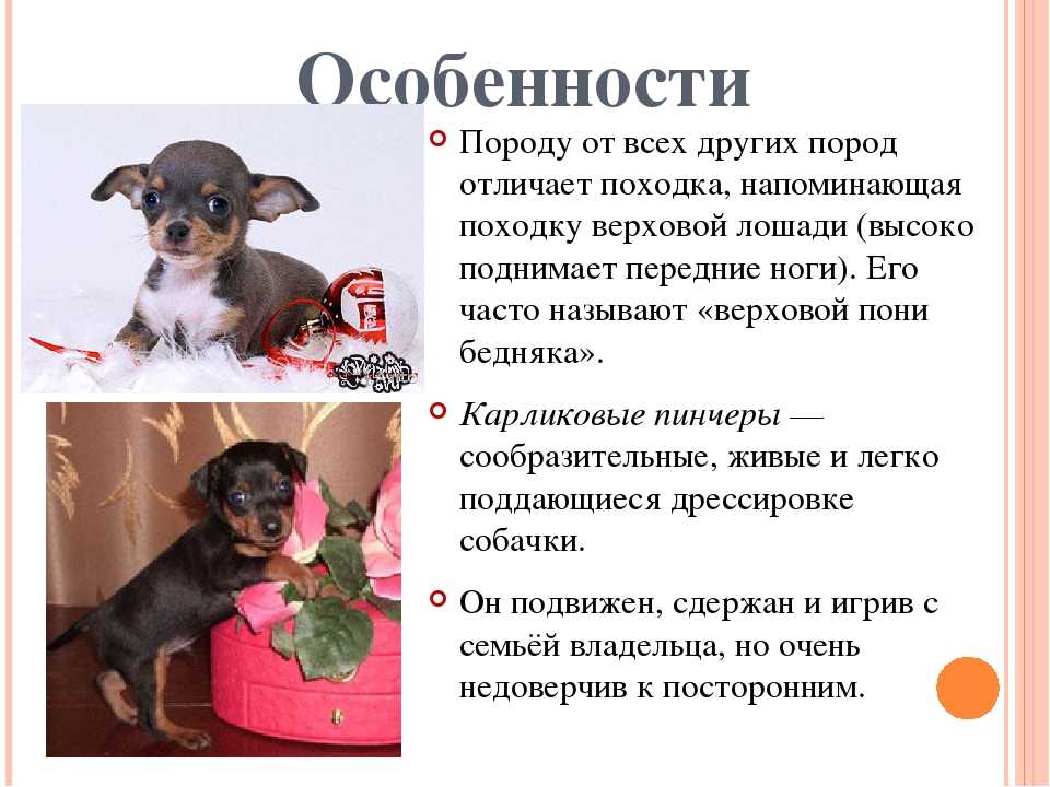Все породы собак под названием пинчер: особенности характера, ухода и дрессировки
