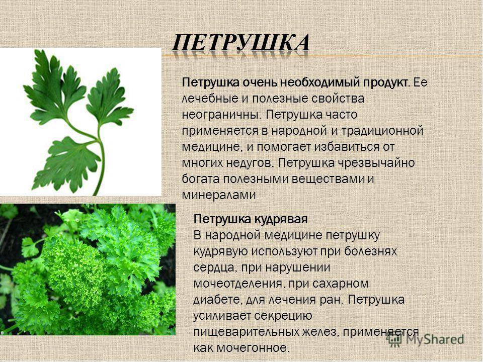 Можно ли давать кроликам петрушку?
