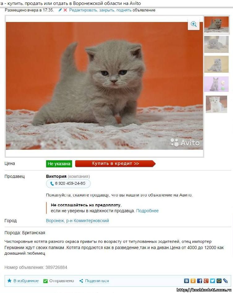 Как продать котят быстро: на что обратить внимание