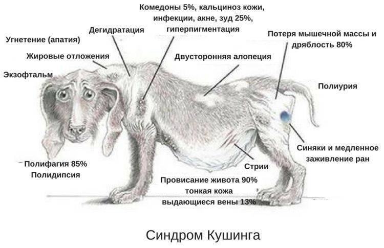 Современные подходы к терапии болезни иценко-кушинга | андреева | проблемы эндокринологии