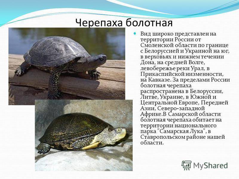 Черепаха - 80 фото самого медленного пресмыкающегося на суше