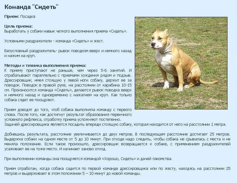 Как научить собаку команде «голос»