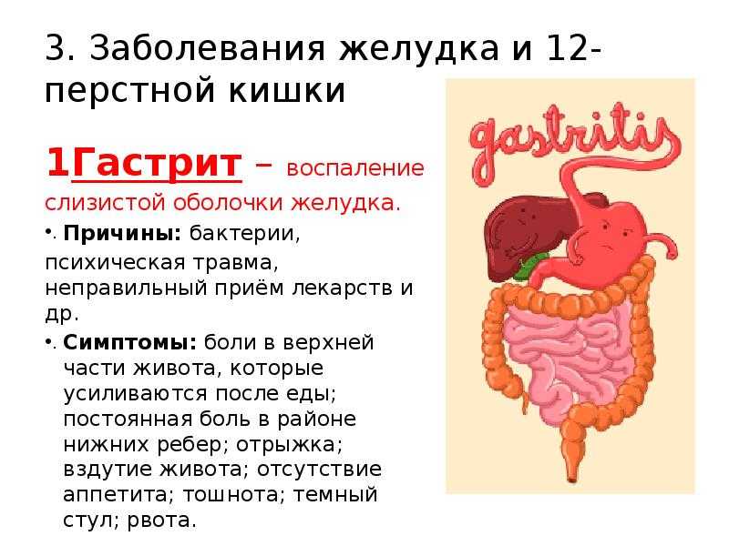 Что делать если морская свинка похудела и перестала есть