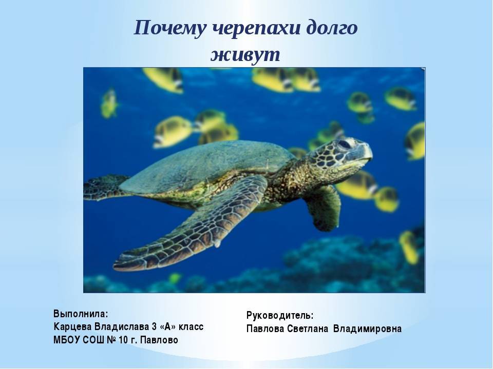 ᐉ почему черепахи медленные - zoopalitra-spb.ru