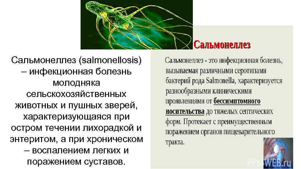 Симптомы сальмонеллеза у кошек