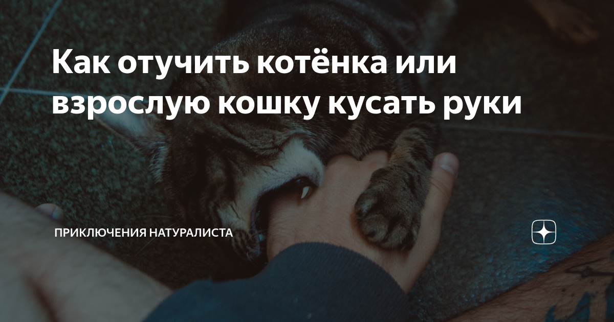 Как отучить котенка кусаться и царапаться: разбираемся в кошачьей психологии | ваши питомцы