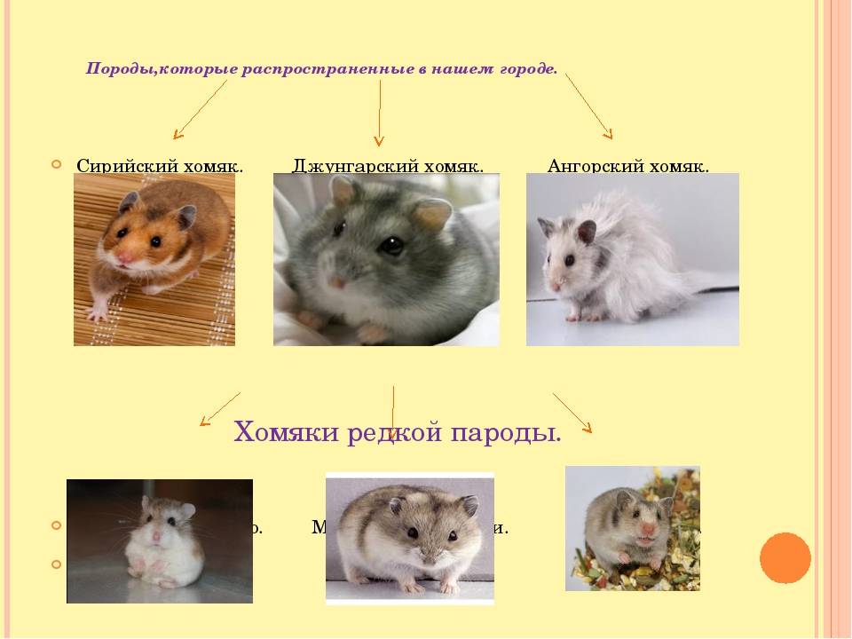 Хомяки: правила по уходу, советы выбора, фото, особенности