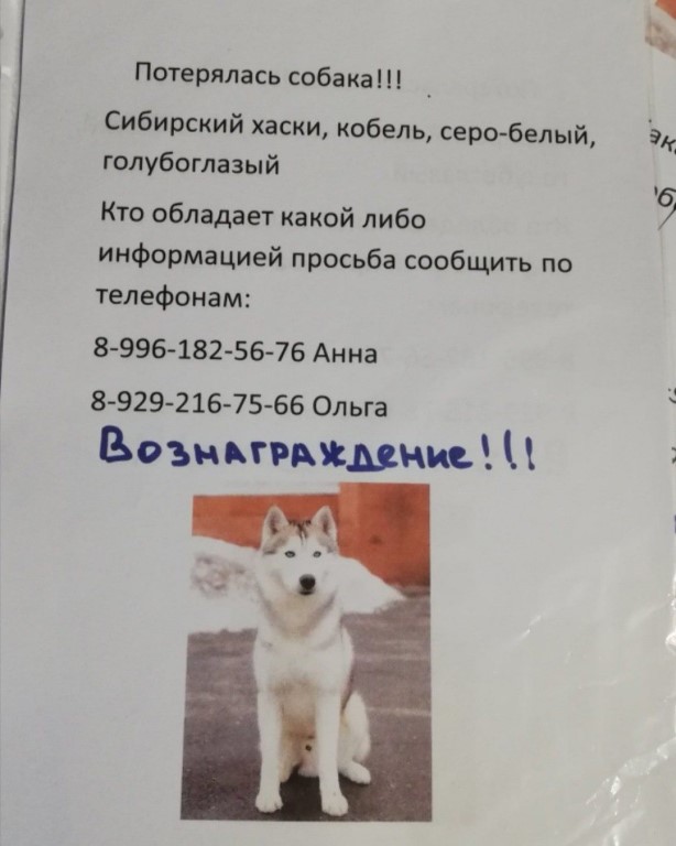 Почему собака воет: причины и народные приметы, как отучить скулить и плакать пса на цепи, во дворе, по ночам на луну, дома при хозяевах, под музыку, во сне, днем?