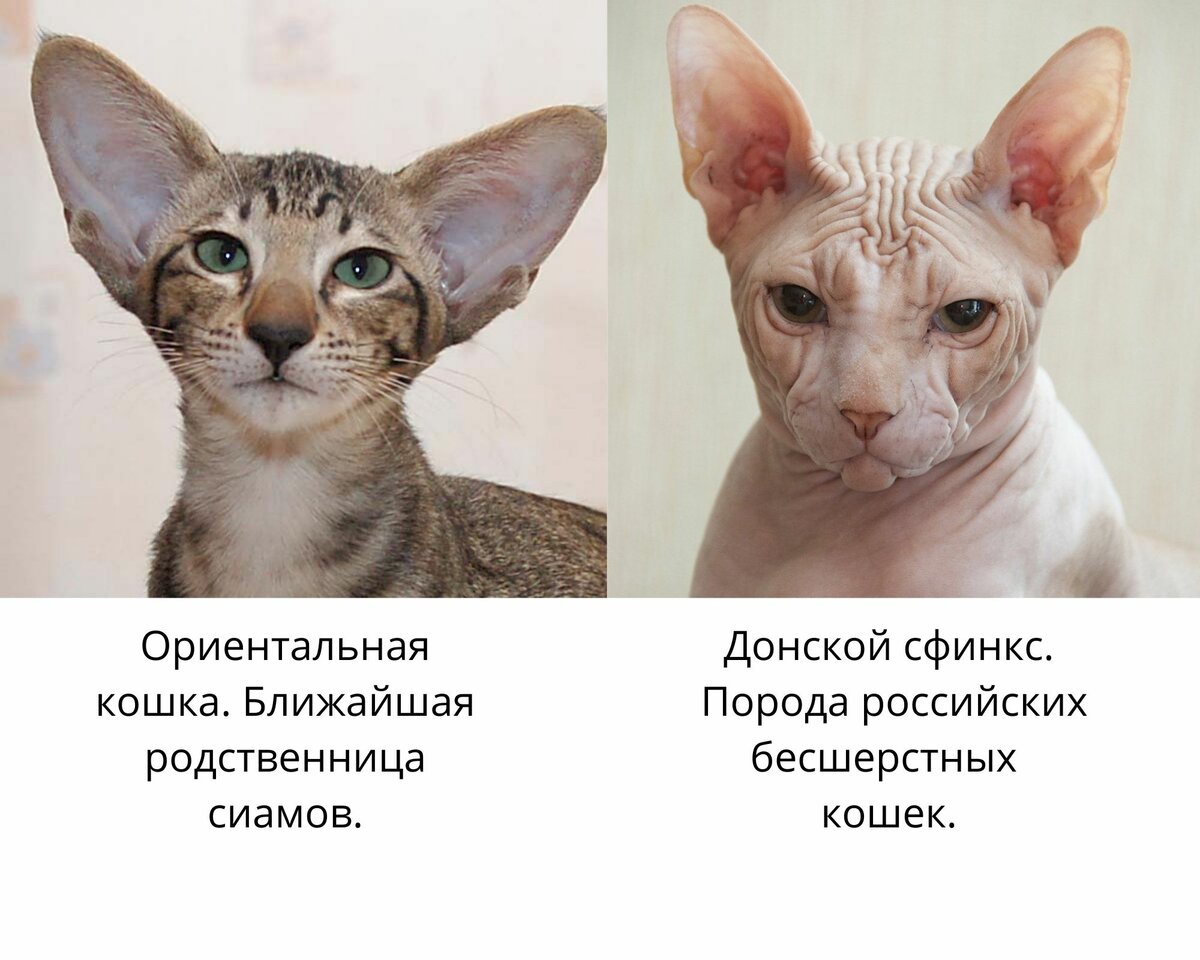 Кошка породы петерболд: 110 фото описания и характер породистых кошек