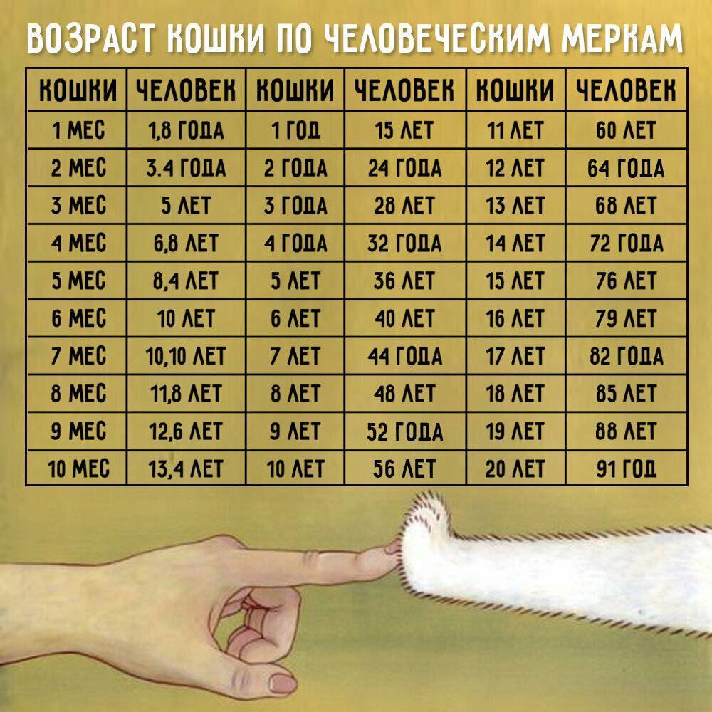 Возраст кошки по человеческим меркам - zoosecrets