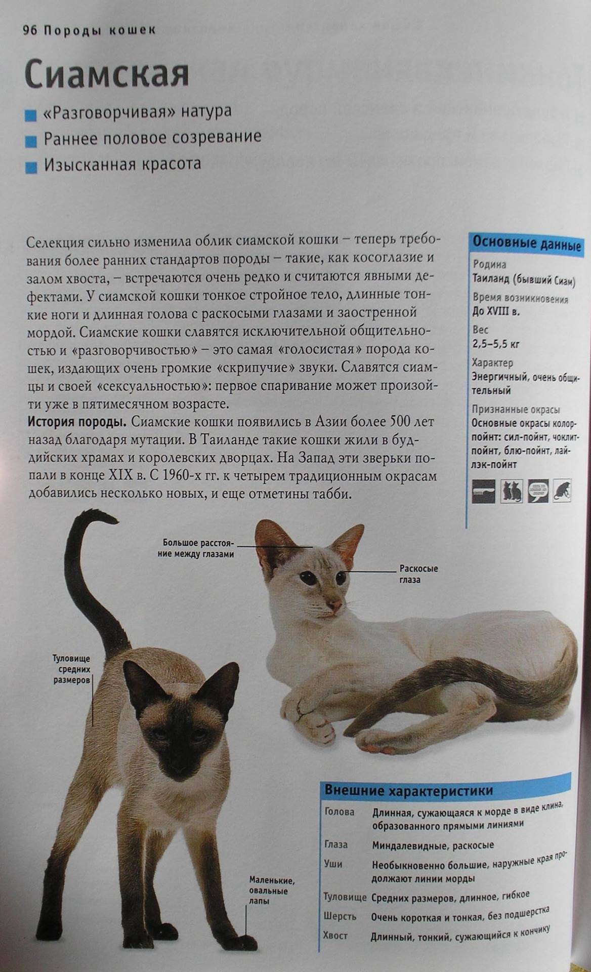 Течка у кошек: когда начинается, как обнаружить, сколько длится, как проходит