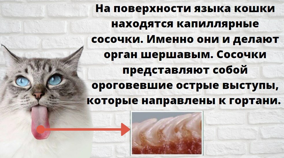 Язык кошки – pet-mir.ru