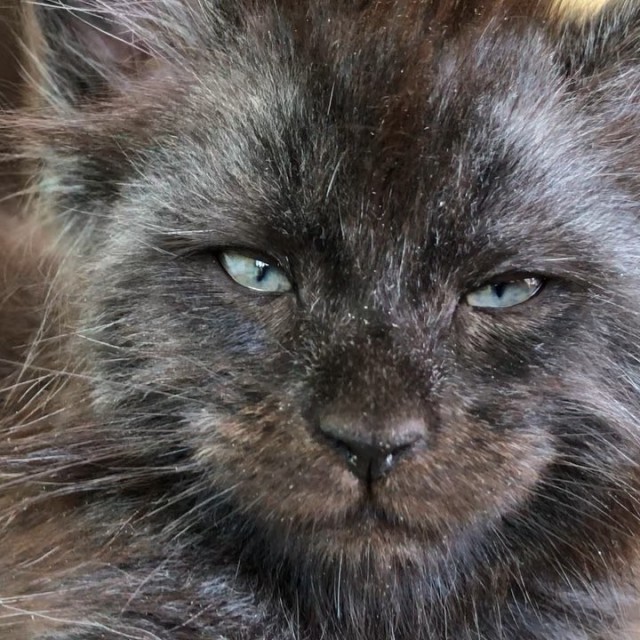 Удивительная порода гигантских кошек мейн-кун: особенности и мифы