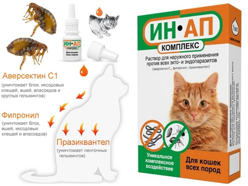 Капли от блох для кошек: плюсы и минусы, принцип действия, правила обработки, обзор средств