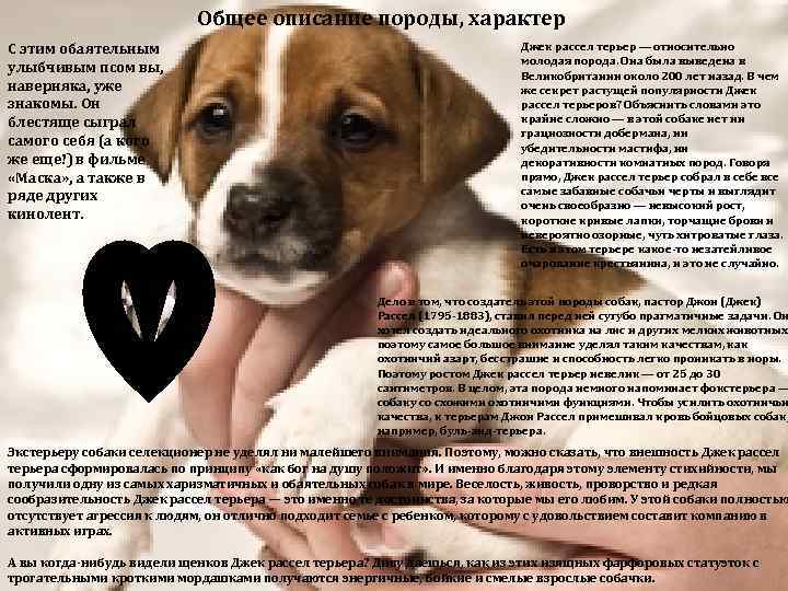 Джек-рассел-терьер