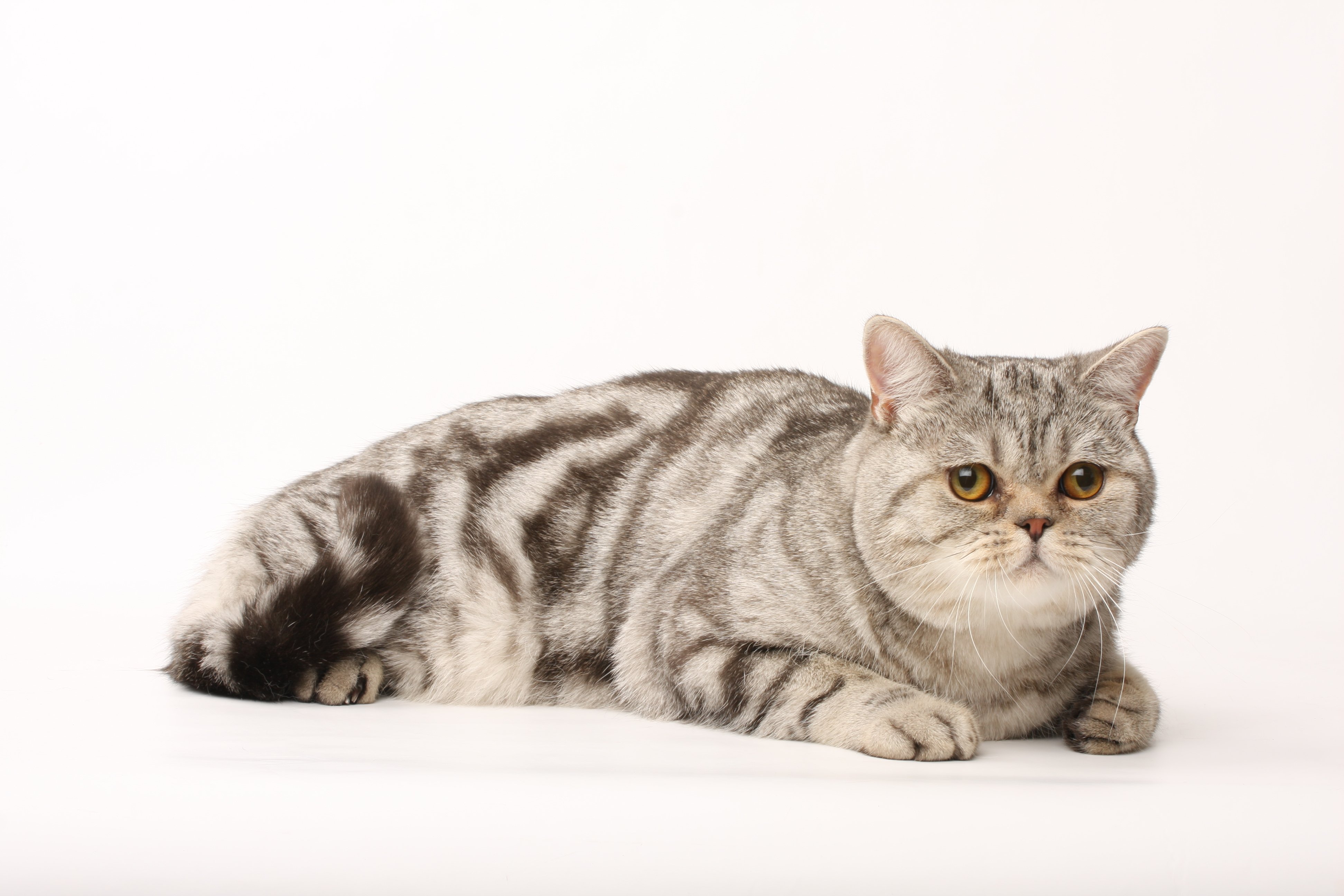 Шотландская прямоухая кошка (скоттиш-страйт): добрый и верный пушистый друг — domovod.guru