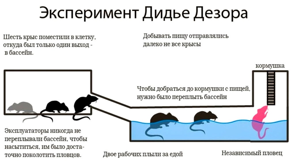 Могут ли декоративные крысы плавать
