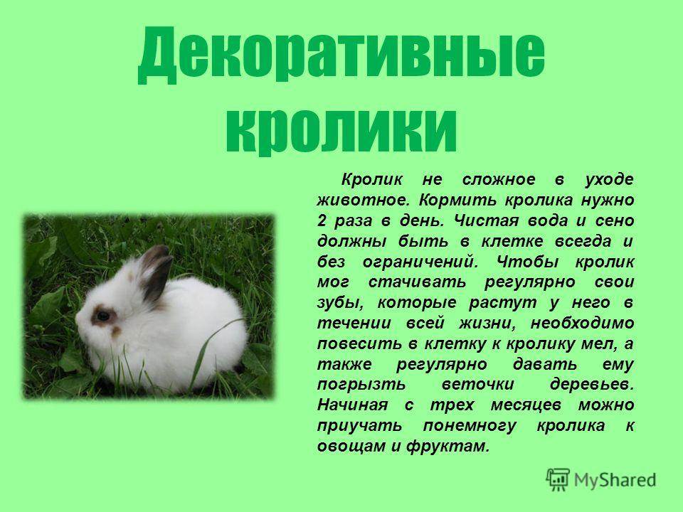 Чем кормить декоративного кролика в домашних условиях | «твой кролик»
