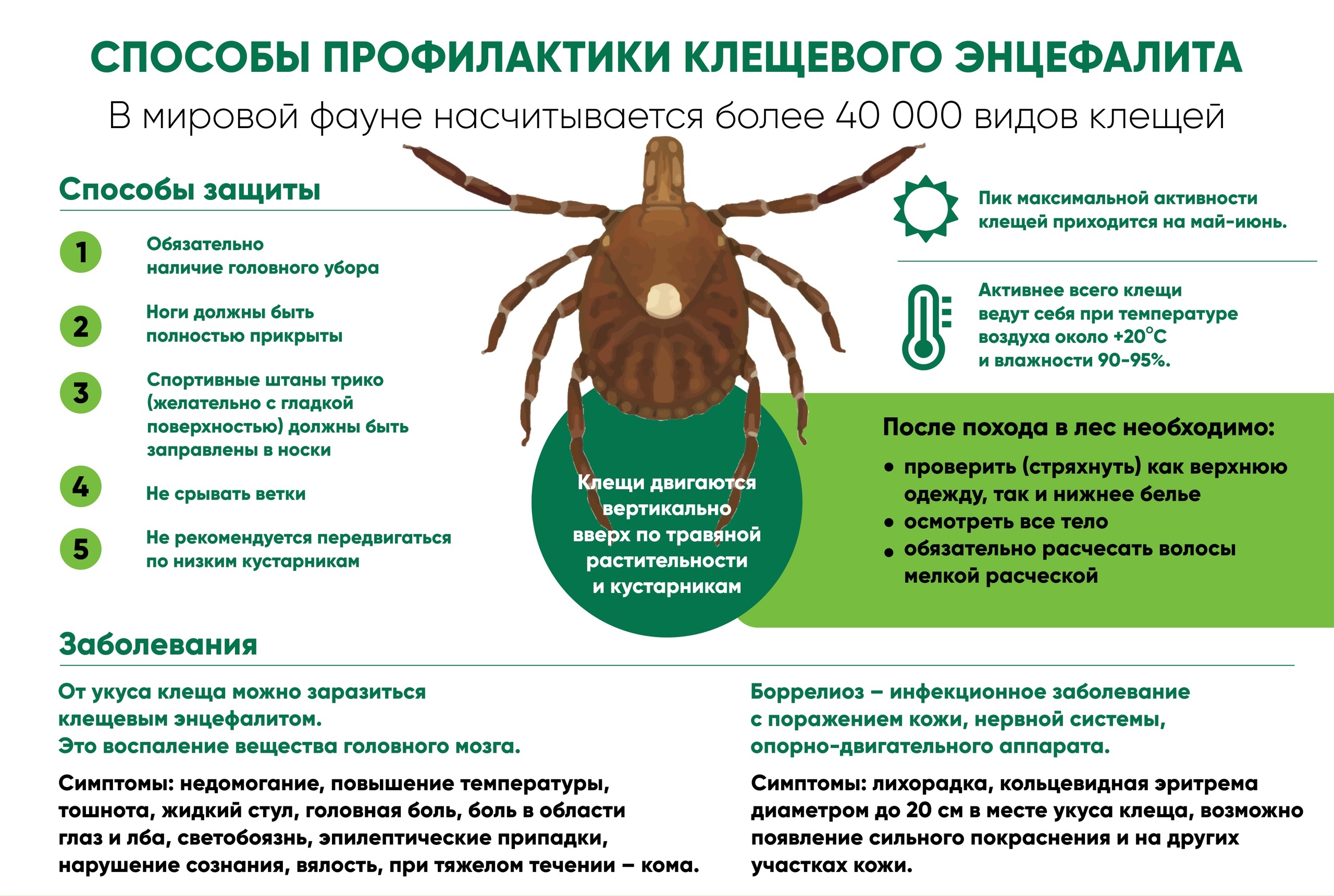 Клещевой энцефалит: заражение, симптомы и профилактика