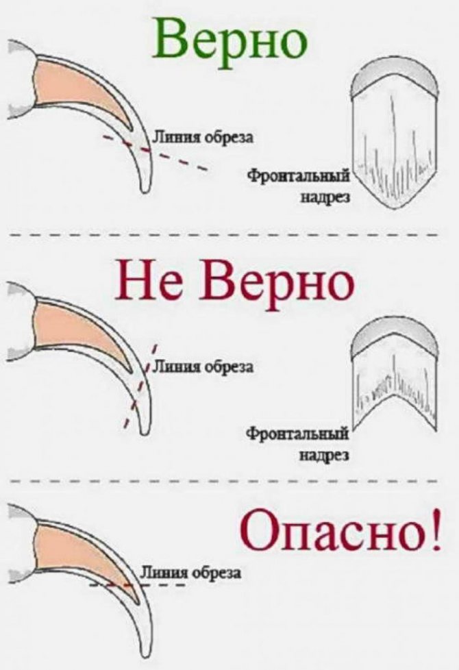 Стрижка когтей собаке: 4 этапа домашней процедуры