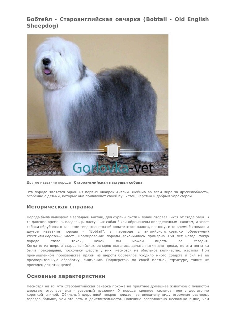 Бобтейл. описание, фотографии, видео, черты и характер породы, отзывы