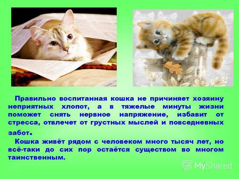 Как воспитать или перевоспитать кошку?