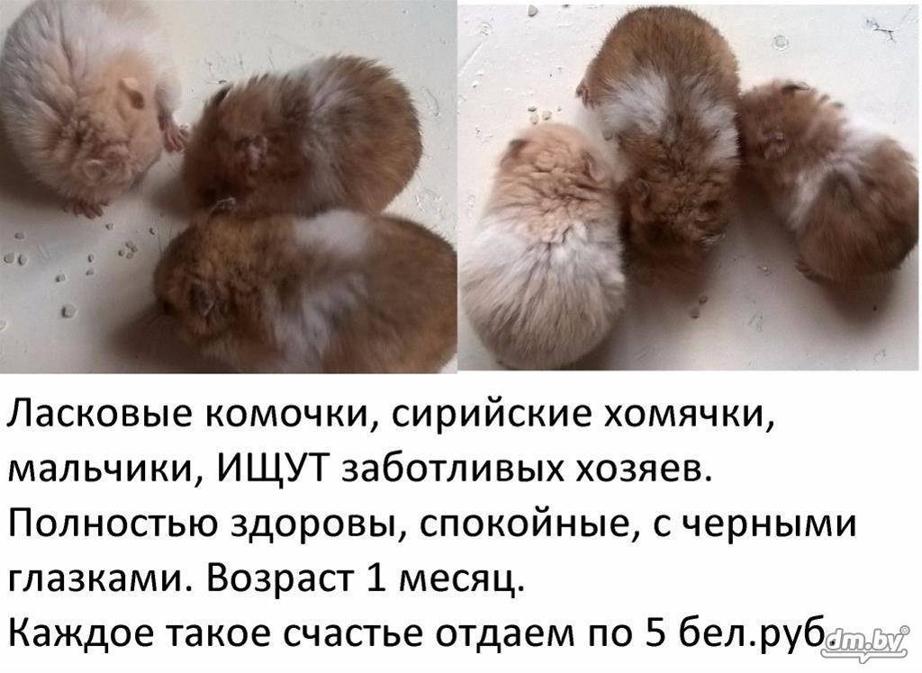Как определить возраст джунгарского или сирийского хомяка