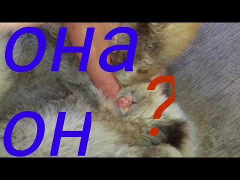 Как определить пол декоративного кролика