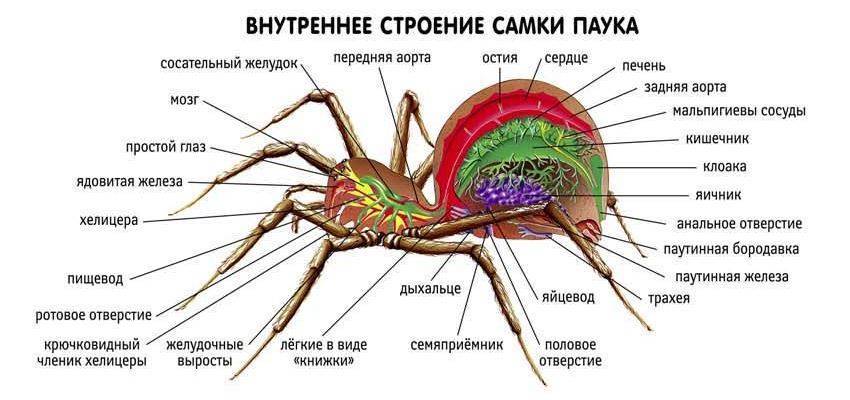 Паук птицеед как он выглядит и чем питается