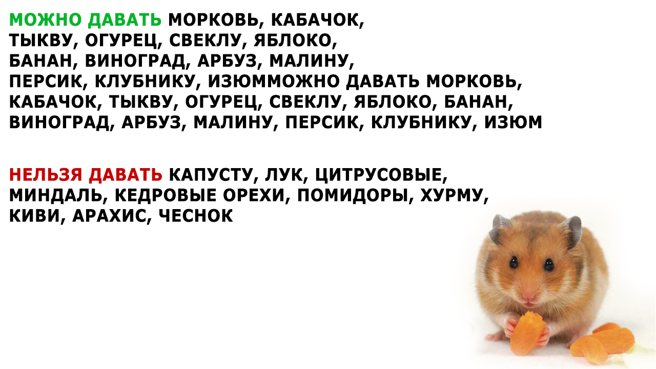 Сколько хомяк может прожить без воды