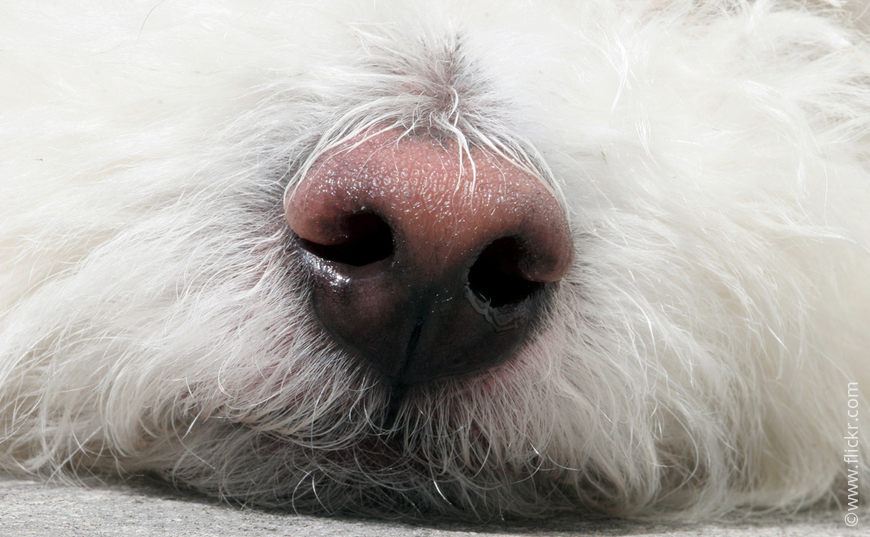 Почему у собак нос становится сухим, горячим: опасные симптомы, первая помощь