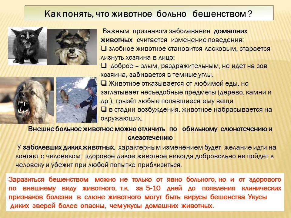 Сальмонелла (сальмонеллез): симптомы, диагностика, лечение | университетская клиника