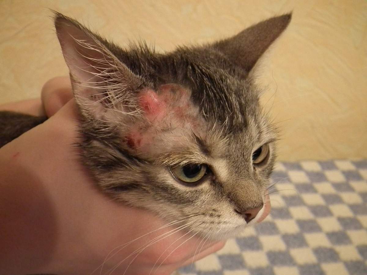 Чесотка у кошек: симптомы, причины и лечение