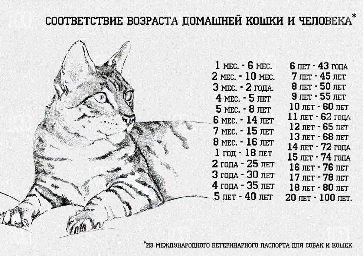 Сколько живут кошки в домашних условиях