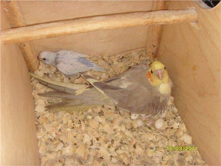 Как сделать гнездо для волнистых попугаев своими руками