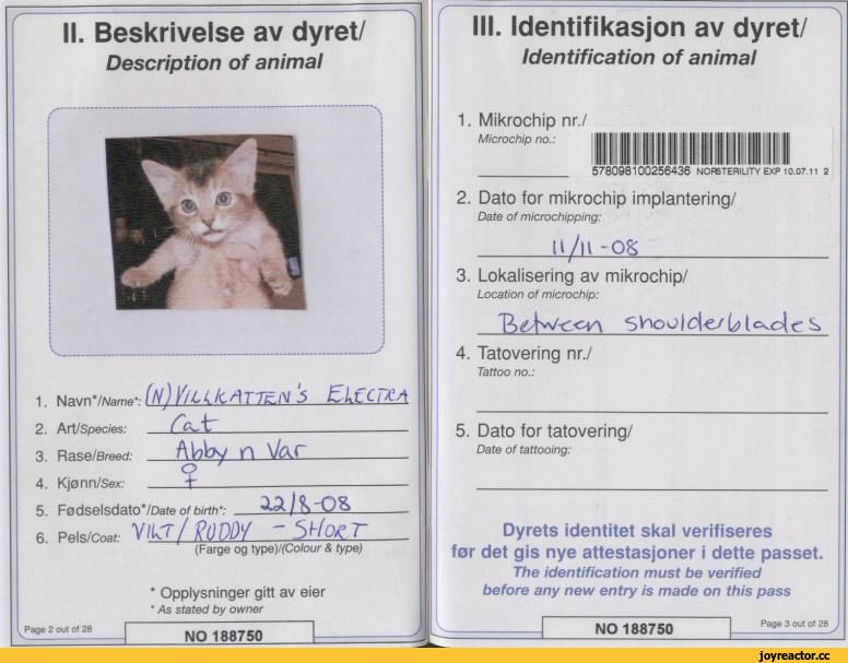 Паспорт для кошки: как сделать международный ветеринарный документ, как он выглядит и сколько стоит?