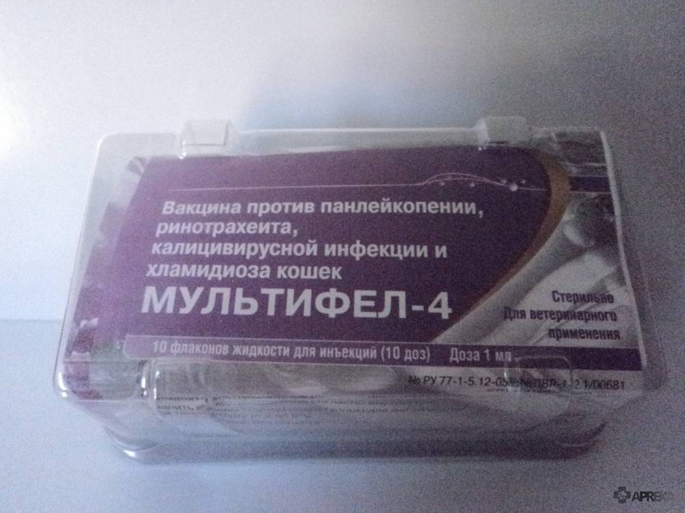 Поливак для кошек: инструкция по применению, противопоказания