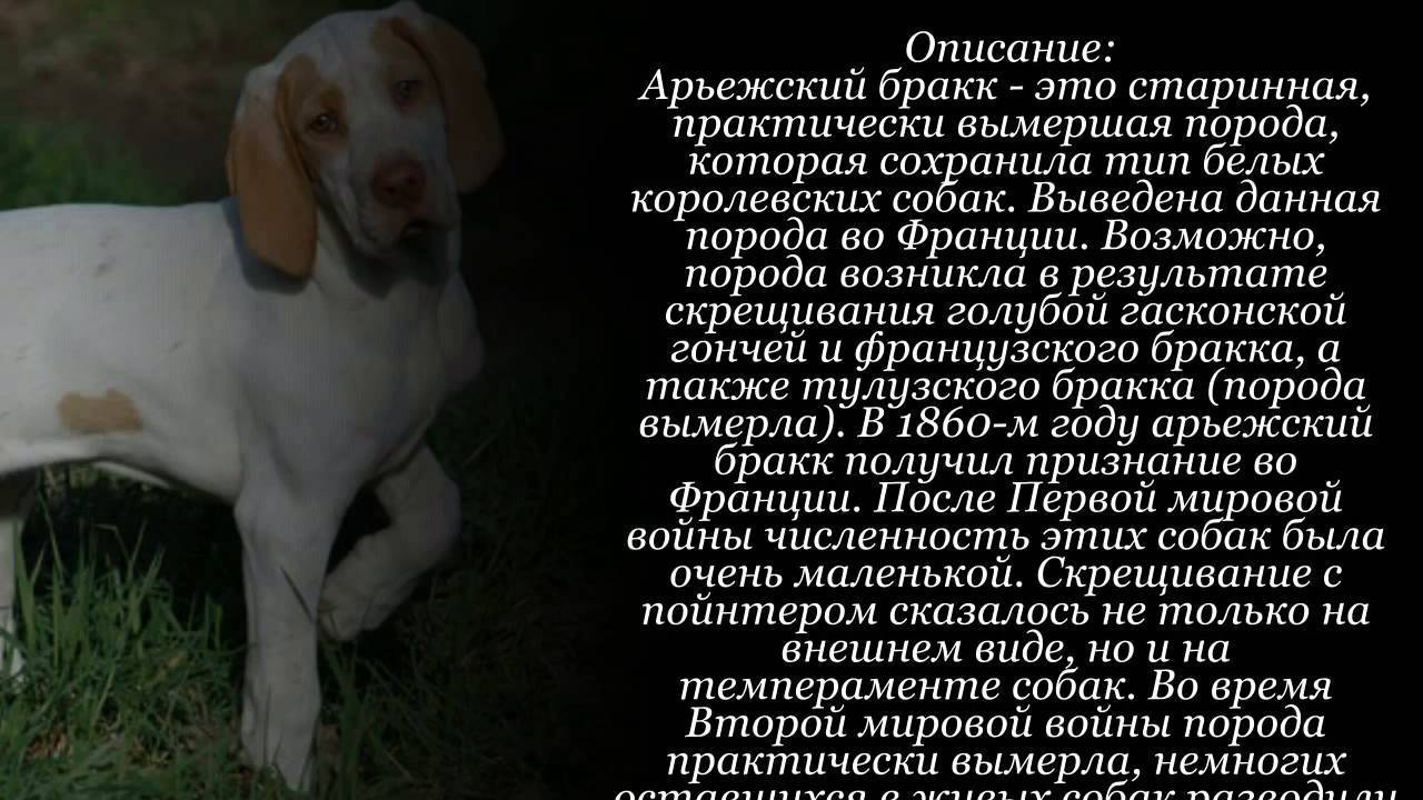 Самые известные итальянские породы собак. топ-10