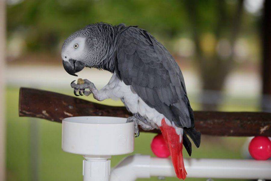 Жако попугай, фото, содержание, серый жако