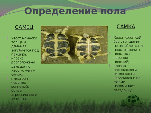 Какой тип развития характерен для черепахи