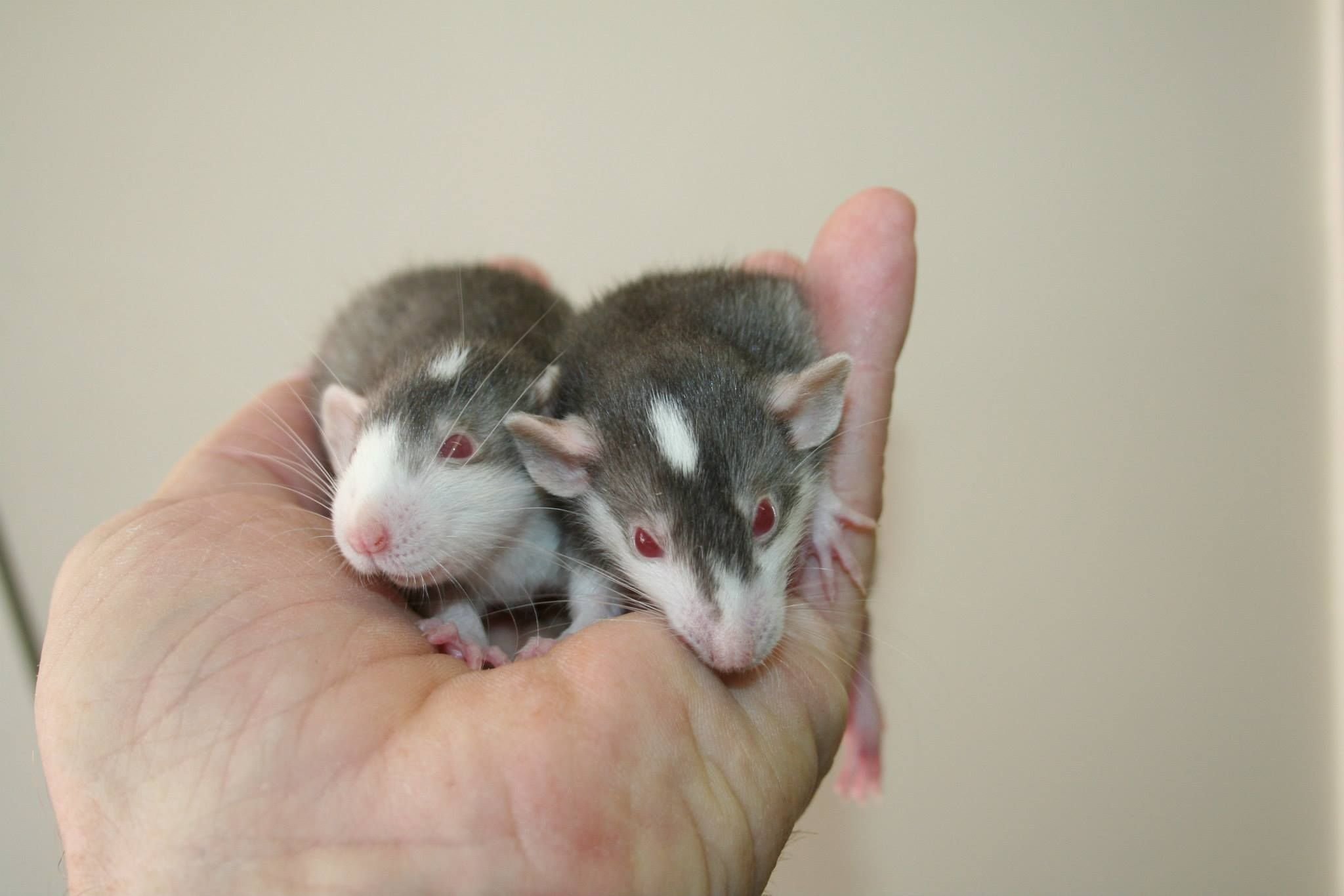 Крысы хаски - подробное описание и важные советы по уходу