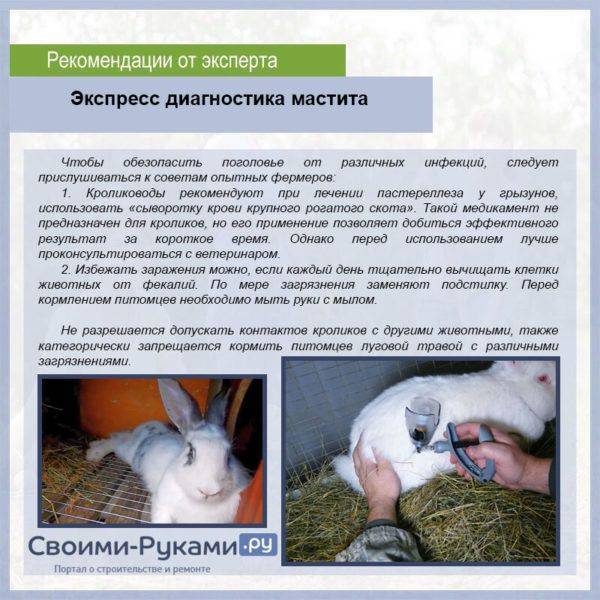 Псороптоз кроликов: симптомы, диагностика, лечение, профилактика
