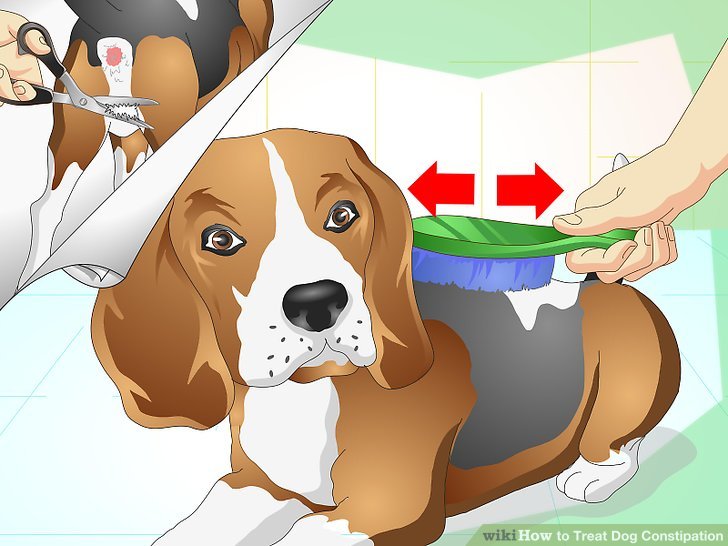 Запор у собаки: причины и что делать в домашних условиях | блог ветклиники "беланта"