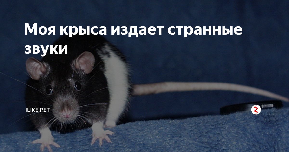 Крыса издаёт странные звуки. Крысиные звуки. Звук крысы. Крыса декоративная звуки.