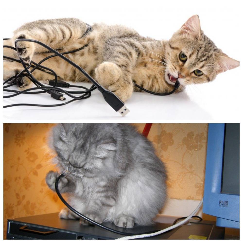 Как отучить кота грызть провода?