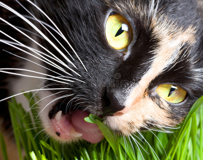 Почему кошки едят домашние растения