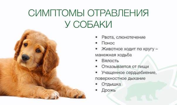 Наиболее распространенные вещества, вызывающие отравления у собак, и первая помощь (названия ядов даются по алфавиту)