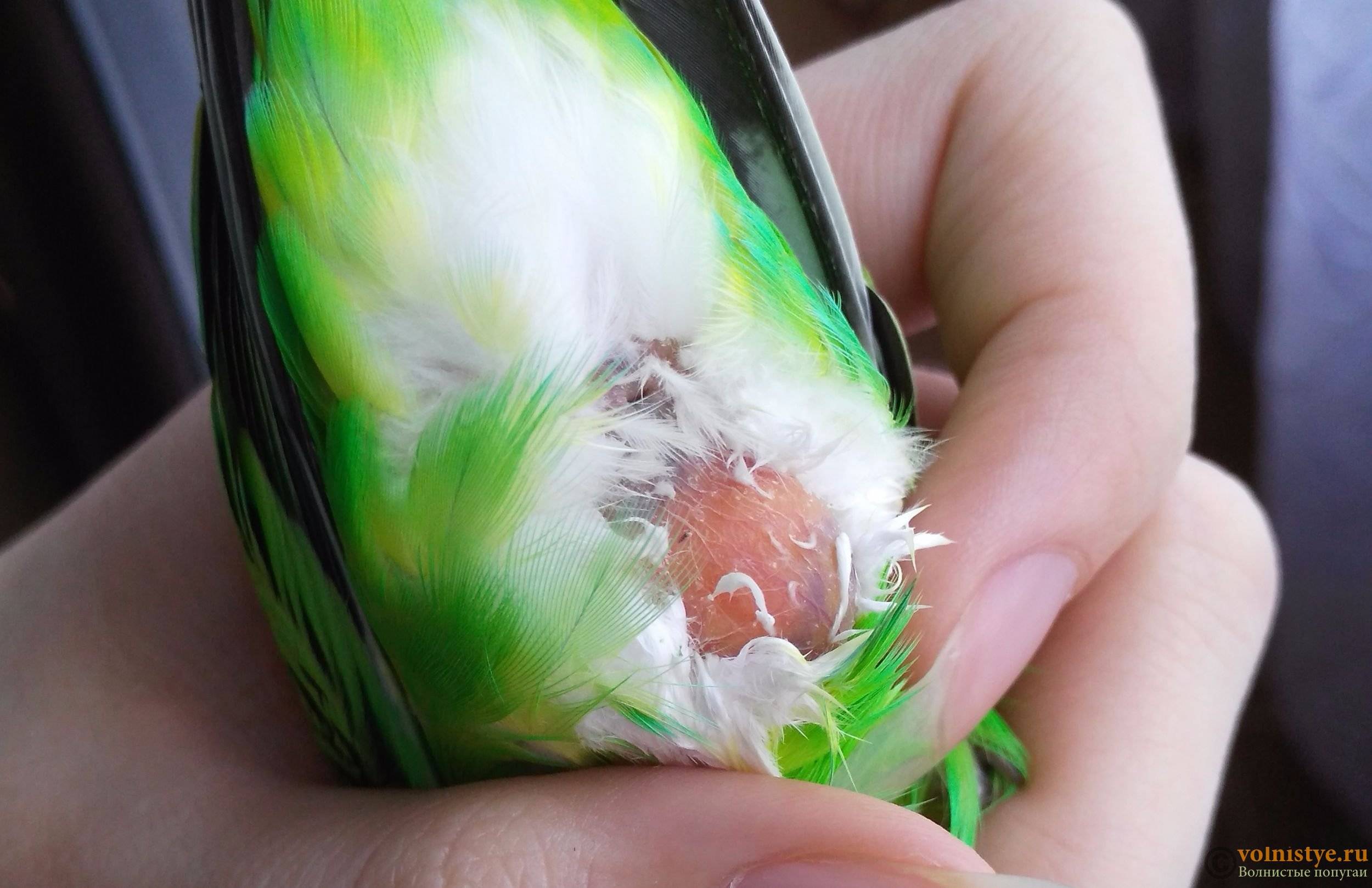 Воспаление зоба у волнистого попугая: симптомы и лечение в домашних условиях