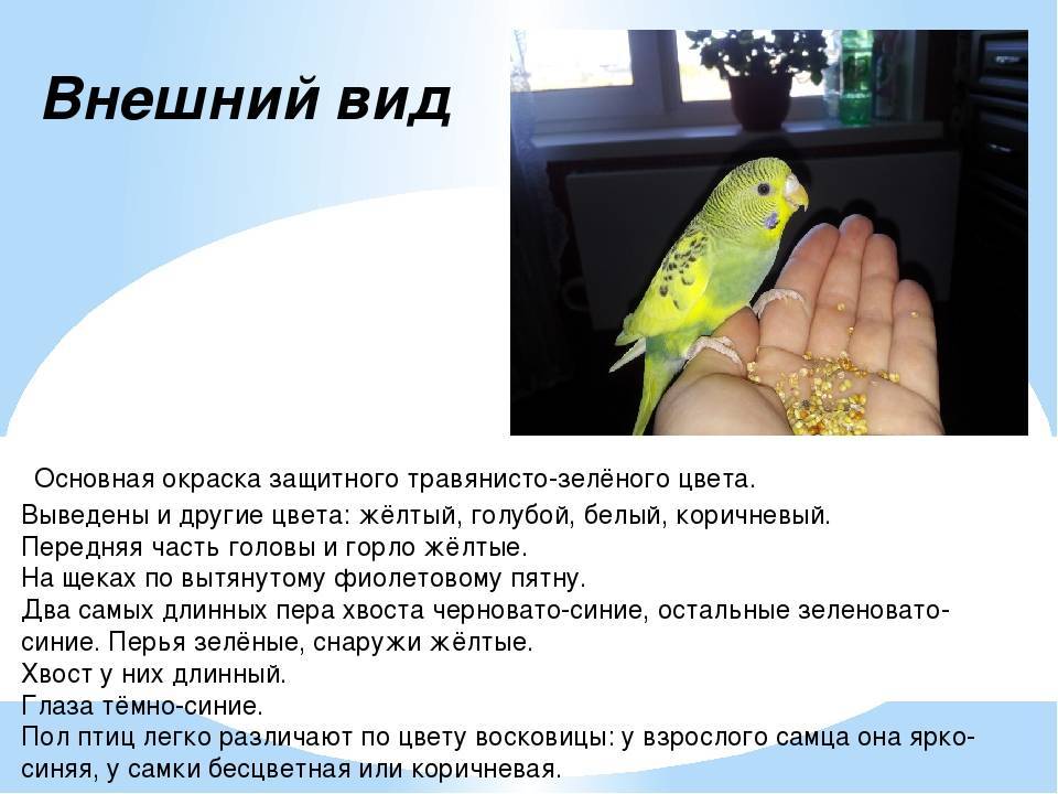 Интересные факты о способностях волнистых попугаев -